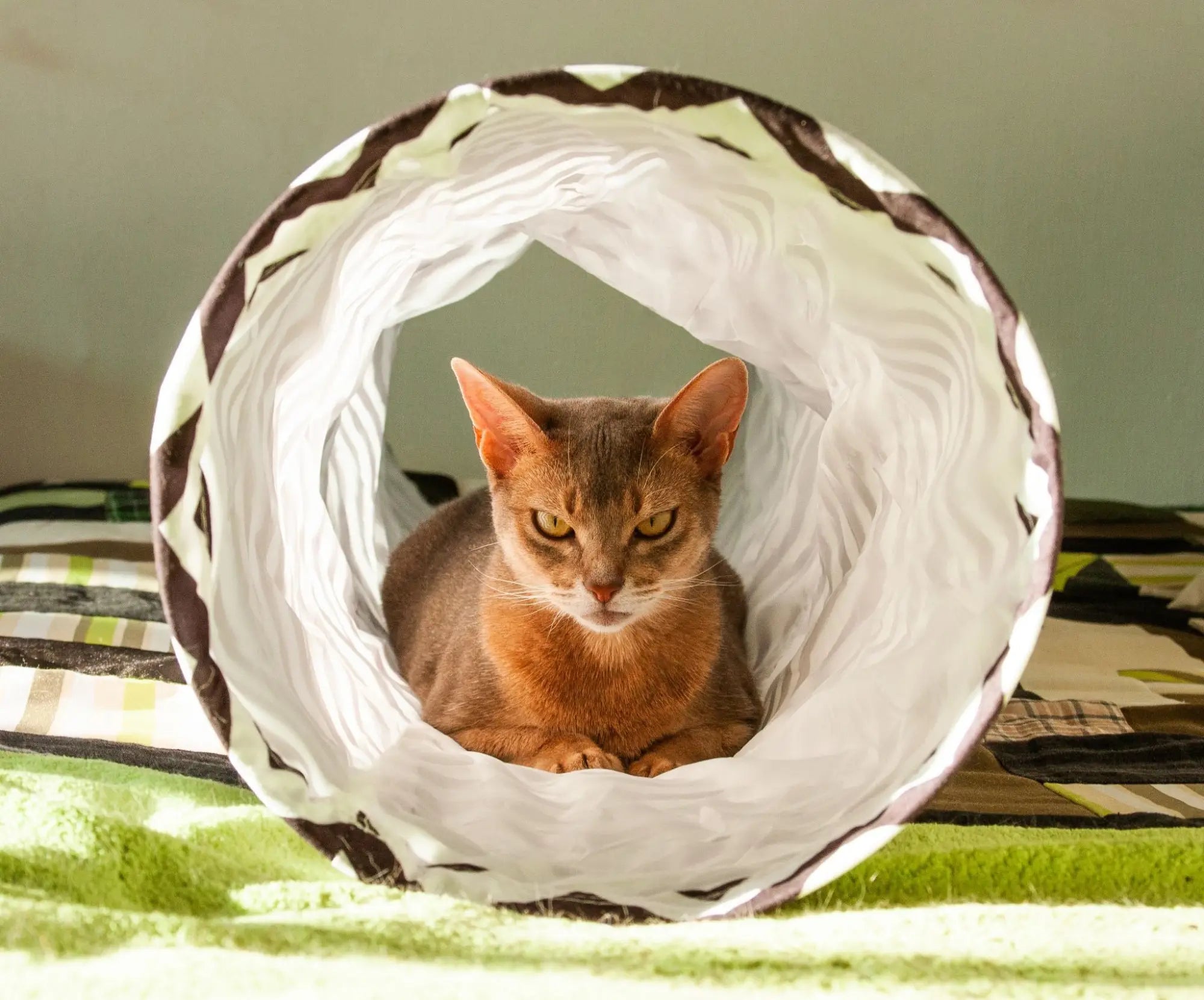 Kattentunnel speelgoed