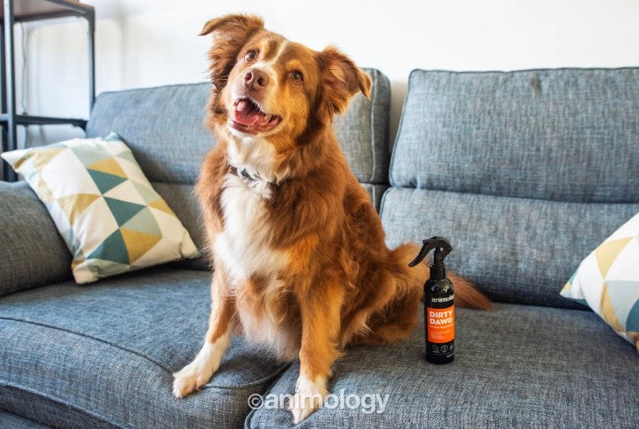Dirty Dawg No Rinse Dog Shampoo 250 ml