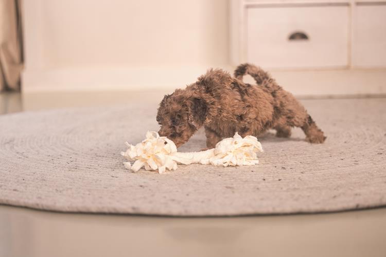 Puppy Speeltouw — Beige