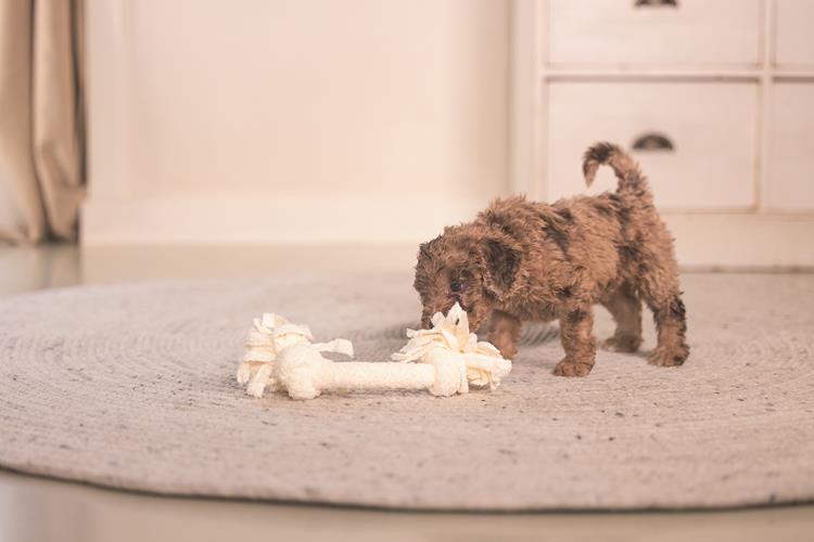 Puppy Speeltouw — Beige
