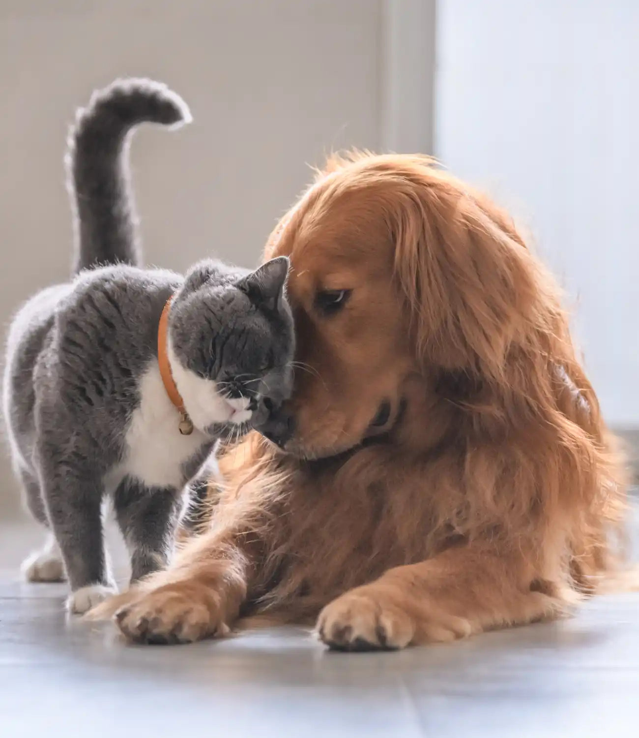 Aanhankelijke kat en hond.