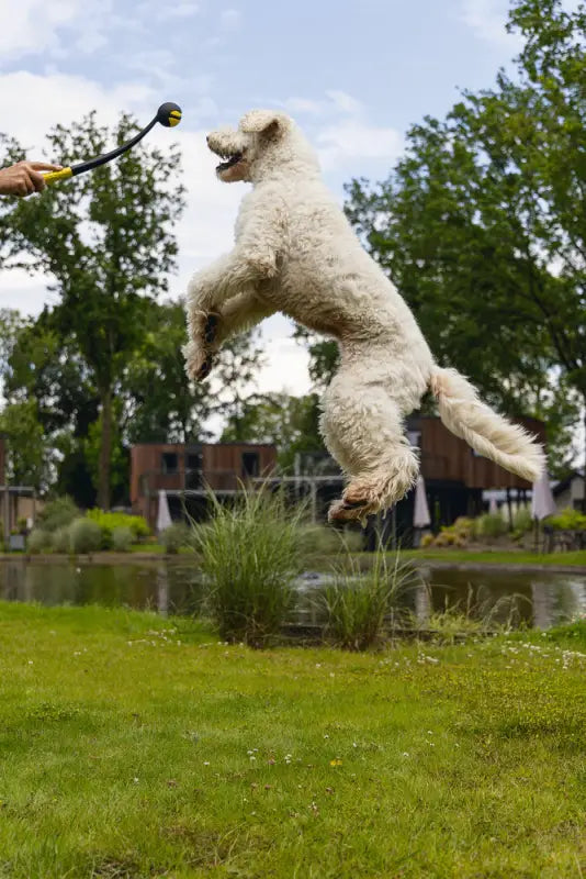 Beeztees Fetch Ballenwerper Magnifiek