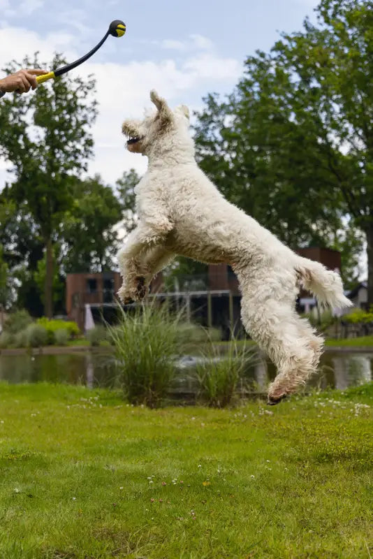 Beeztees Fetch Ballenwerper Magnifiek