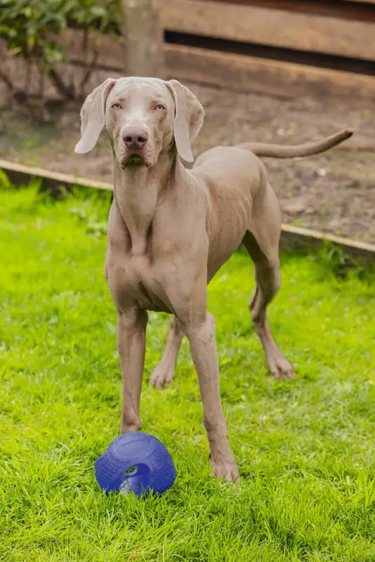 Beeztees Frisbee bal Hondenspeelgoed blauw 16 cm