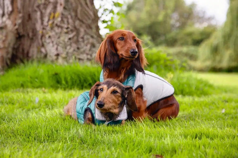 Beeztees Hondenjas Maly — Lichtgrijs / Groen - Hondenkleding