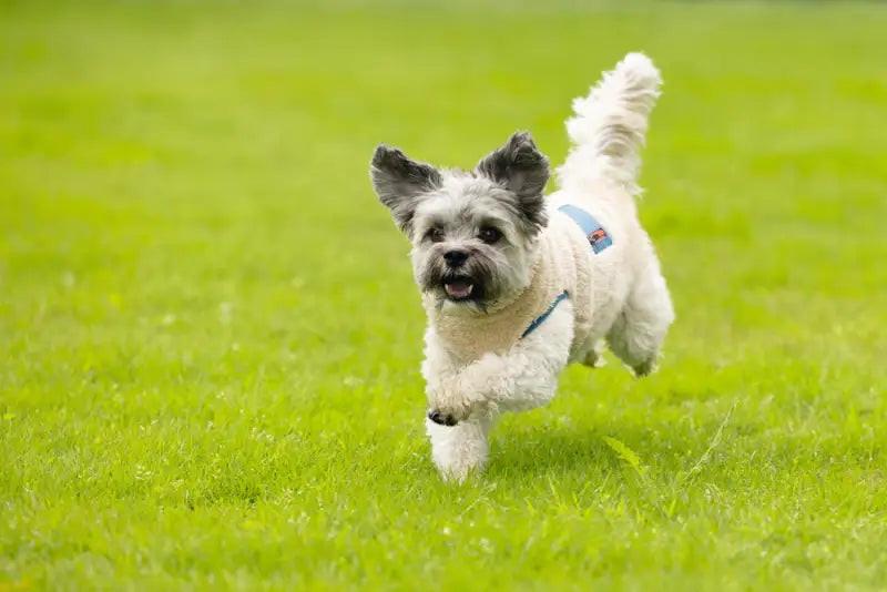 Beeztees Hondenjas Teddy — Beige