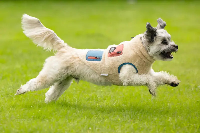 Beeztees Hondenjas Teddy — Beige