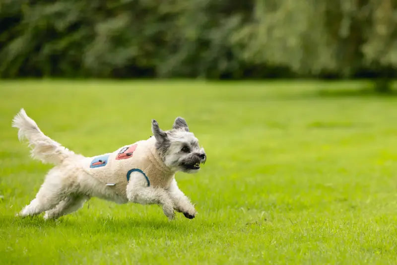 Beeztees Hondenjas Teddy — Beige