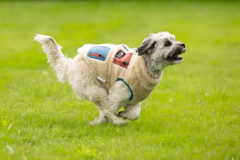 Beeztees Hondenjas Teddy — Beige