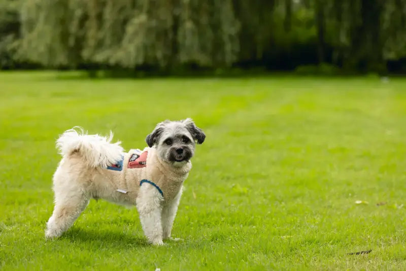 Beeztees Hondenjas Teddy — Beige