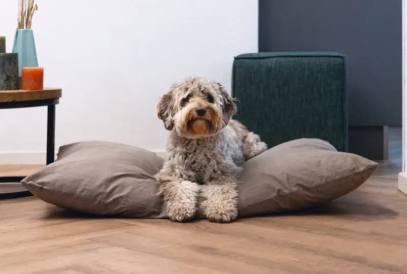 Beeztees Hondenkussen Sofixa 100x70x20 cm — Taupe - BEDDEN/MANDEN/KUSSENS