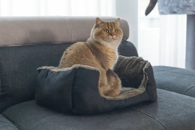 Beeztees Kattenmand Baboo 48x37x18 cm — Taupe / Zwart