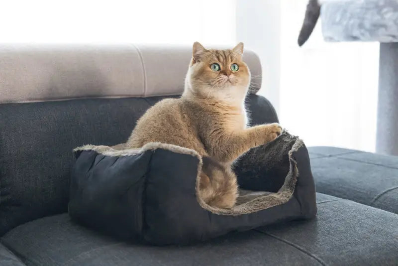 Beeztees Kattenmand Baboo 48x37x18 cm — Taupe / Zwart