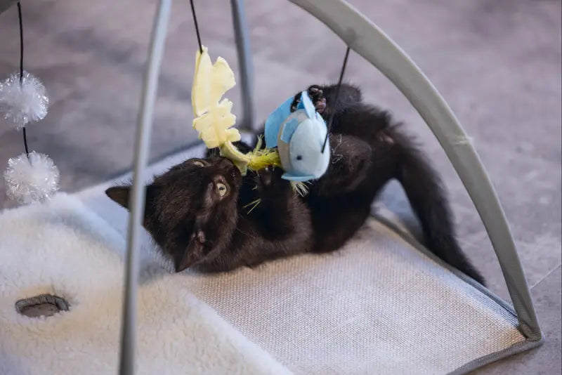 Beeztees Kitten Speelkleed Xabia grijs 40x40x33 cm