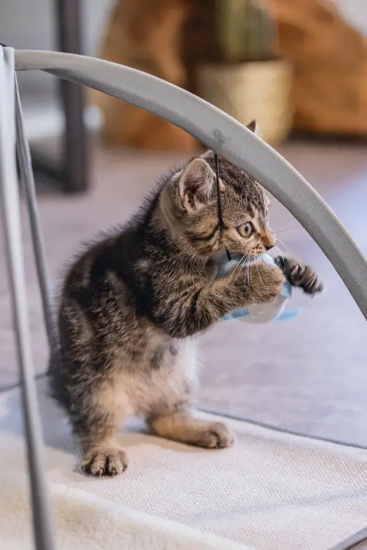 Beeztees Kitten Speelkleed Xabia grijs 40x40x33 cm