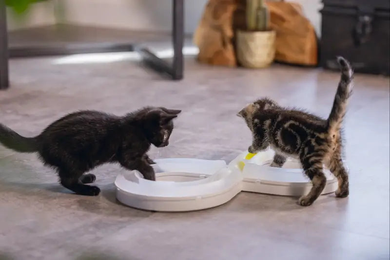 Beeztees Kitten Speelrail Agty