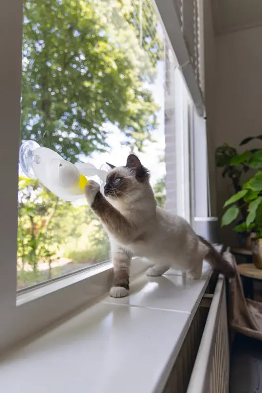 Beeztees Kitten Speelrail Windo
