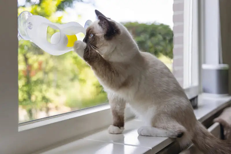 Beeztees Kitten Speelrail Windo