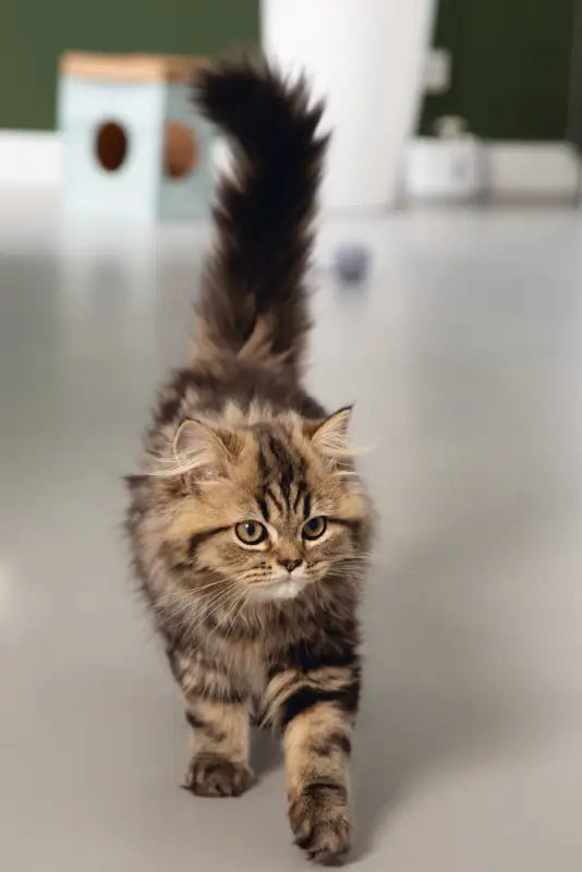 Beeztees Kitten Speelzak Raisa