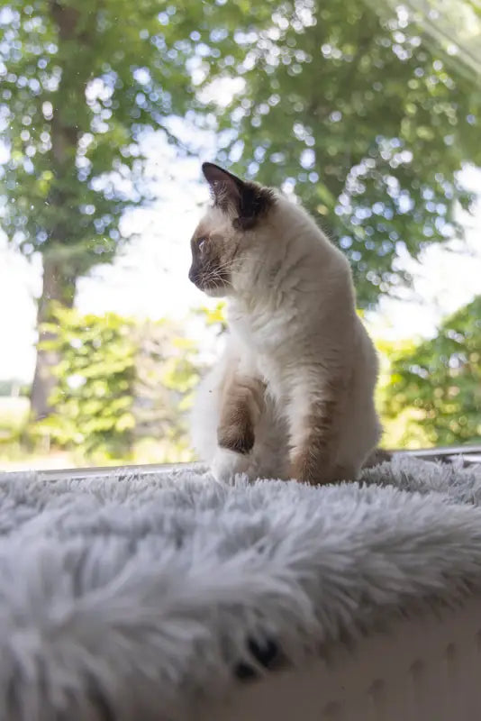 Beeztees Kitten Vensterbank Kussen Blizz — Grijs - BEDDEN/MANDEN/KUSSENS