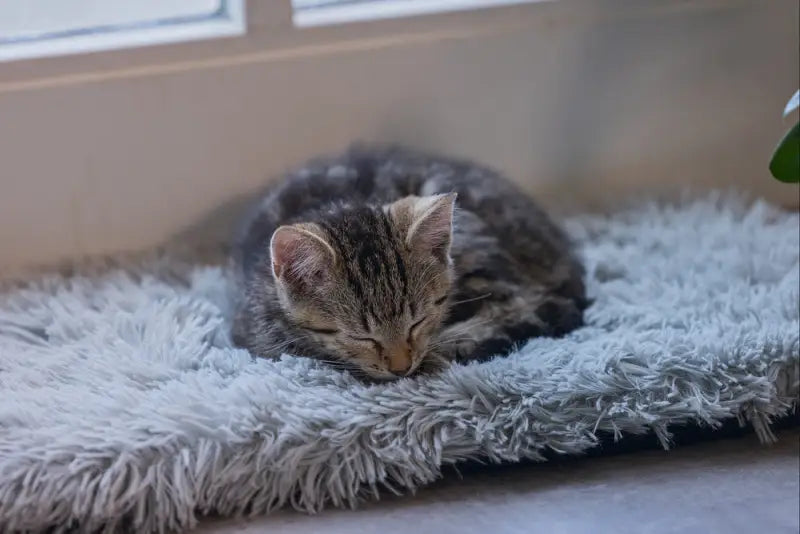 Beeztees Kitten Vensterbank Kussen Blizz — Grijs - BEDDEN/MANDEN/KUSSENS