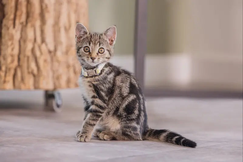 Beeztees Kittenhalsbandje Blixa — Geel - HALSBANDEN/LIJNEN NYLON