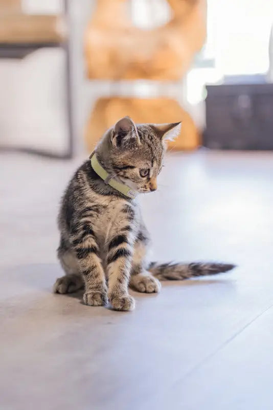 Beeztees Kittenhalsbandje Blixa — Geel - HALSBANDEN/LIJNEN NYLON