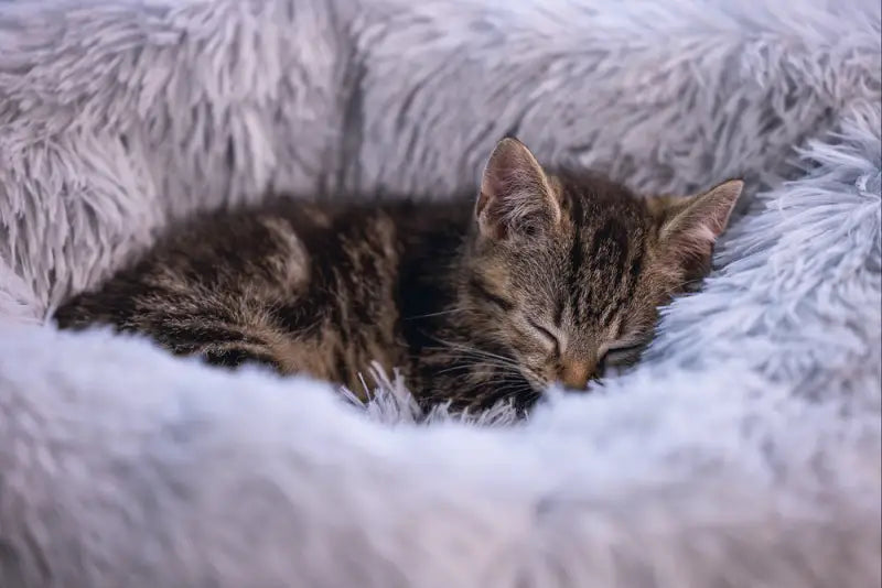 Beeztees Kittenmand Vako 50 cm — Grijs - BEDDEN/MANDEN/KUSSENS