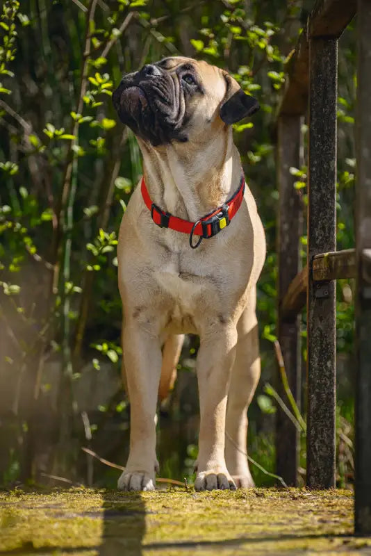 Beeztees Nylon Premium Hondenhalsband Parinca 55-60 cm — Rood