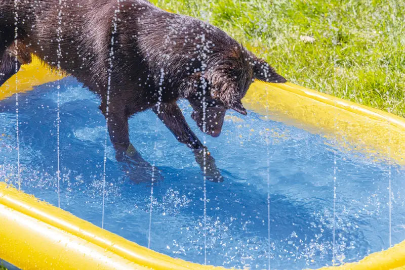 Beeztees Palmy Hondenzwembad