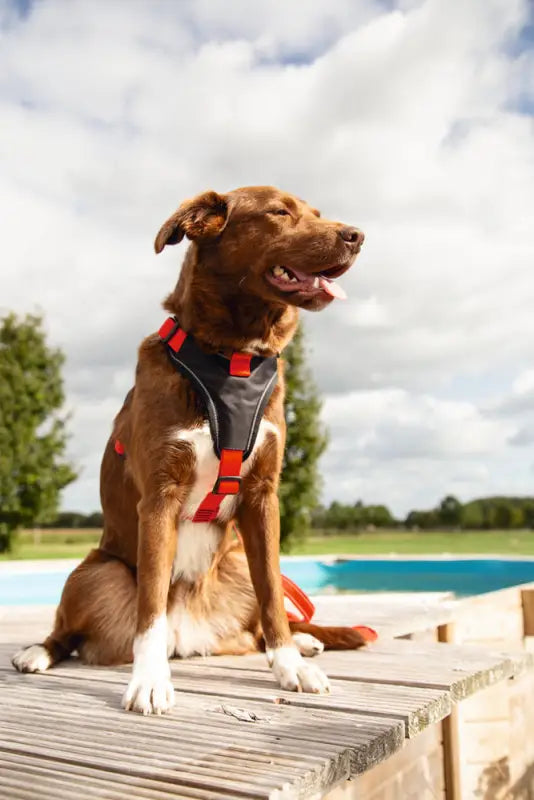 Beeztees Premium Comfort Y-Hondentuig Parinca 84-100 cm — Rood