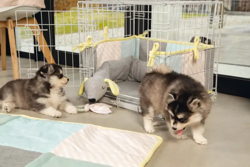 Beeztees Puppy Benchkussen Mola — Wit / Grijs - BEDDEN/MANDEN/KUSSENS