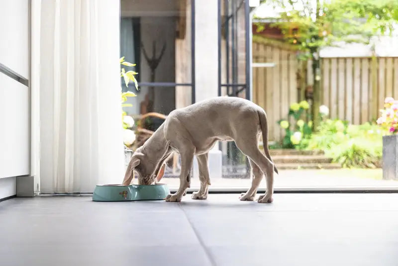 Beeztees Puppy Dinerset Droppy 34x17.5x6 cm — Groen