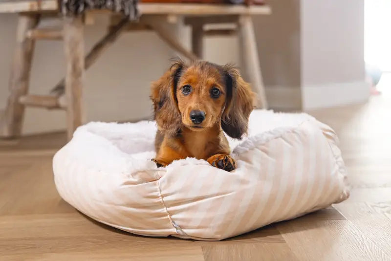 Beeztees Puppy Hondenmand Nappy 50x42x18 cm — Roze