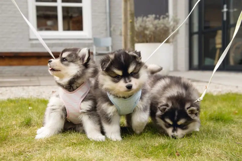 Beeztees Puppy Hondentuig Filana 32-46 cm — Roze - Hondentuigje