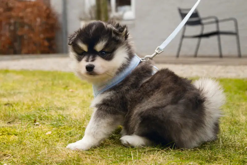 Beeztees Puppy Hondentuig Harno 24-34 cm — Blauw - Hondentuigje