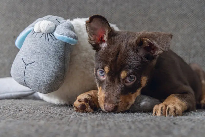 Beeztees Puppy Knuffel Heartbeat 35 cm