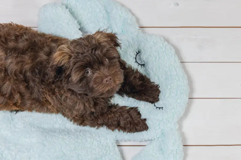 Beeztees Puppy Kussen Pimba 60x56x5 cm — Blauw