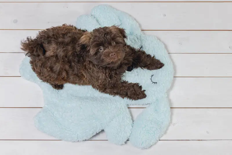 Beeztees Puppy Kussen Pimba 60x56x5 cm — Blauw