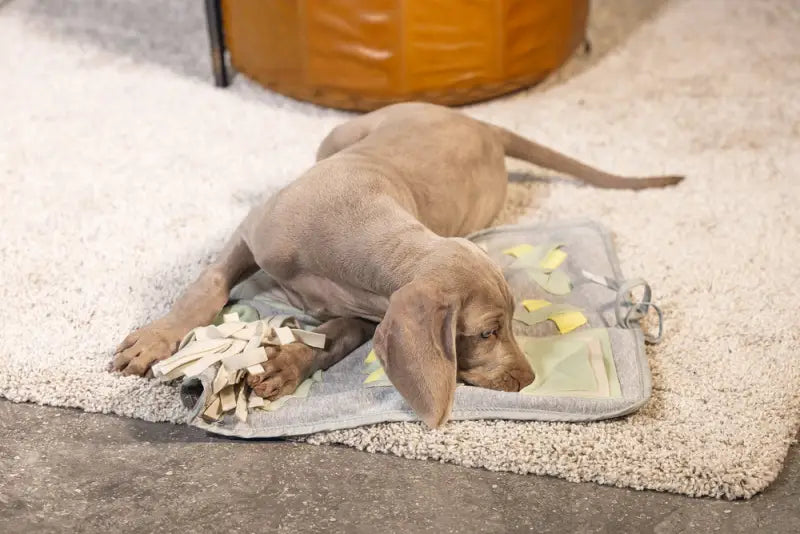 Beeztees Puppy Snuffelmat Doeka