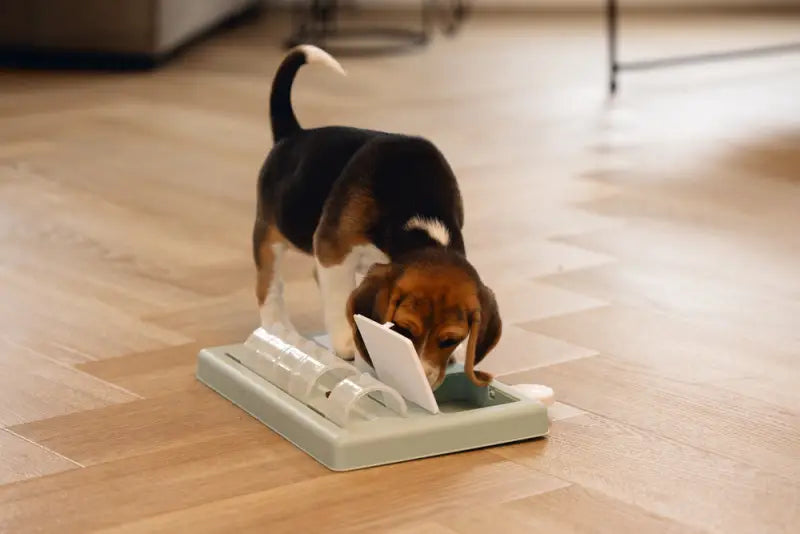 Beeztees Puppy Trainingsspel Riff