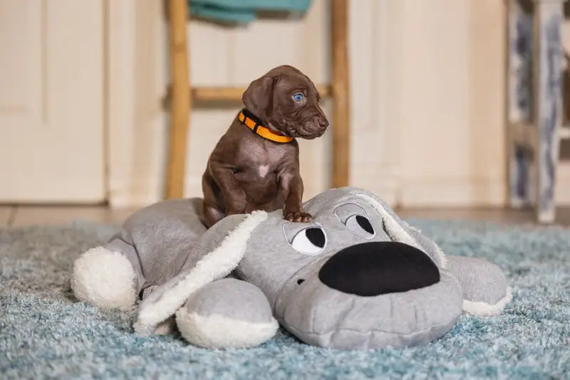 Beeztees Puppy XL-Knuffel Boomba 70 cm