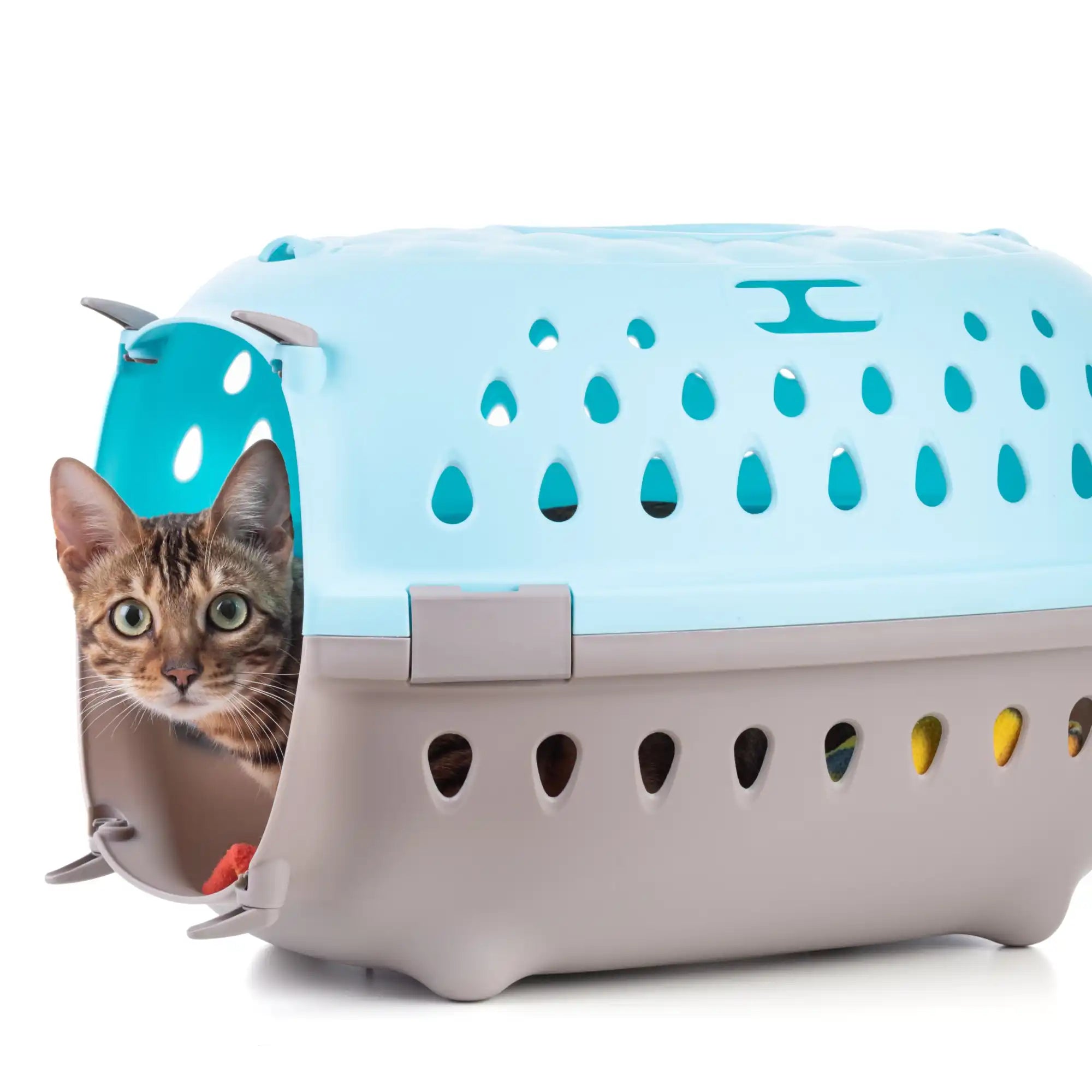 Blauwe en grijze dierenbox met een kat binnenin.