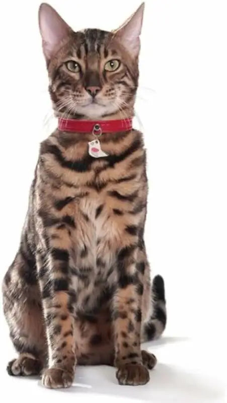 Bobby Kattenhalsbandje Envol rood — Rood