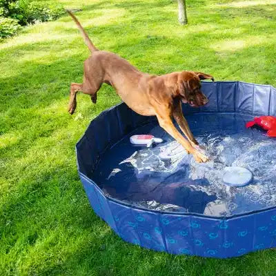 Bruine hond springt in een blauw zwembad.