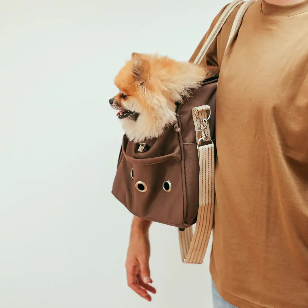 Bruine honden dragen met een Pomeranian.