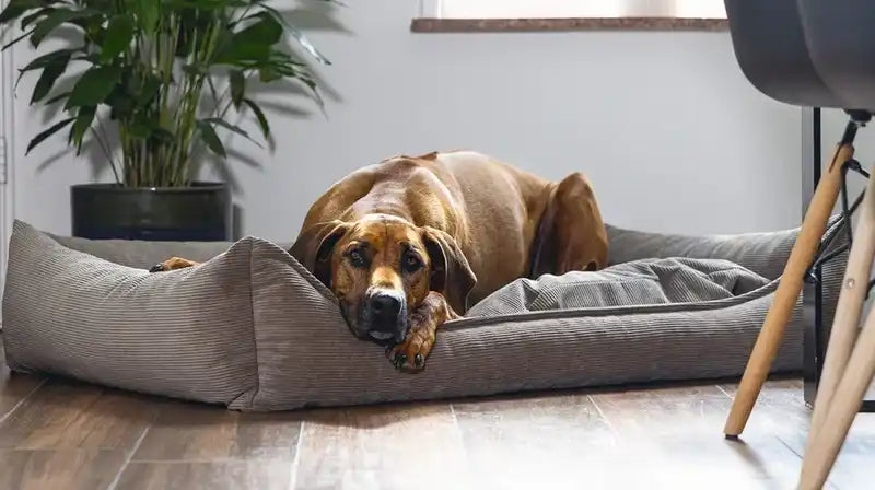 Bruine hond die rust in een grijze hondenmand.