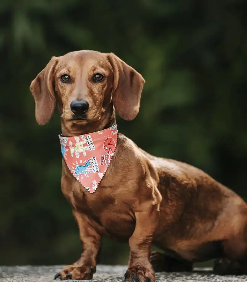 Bruine teckel met een gestreepte bandana.