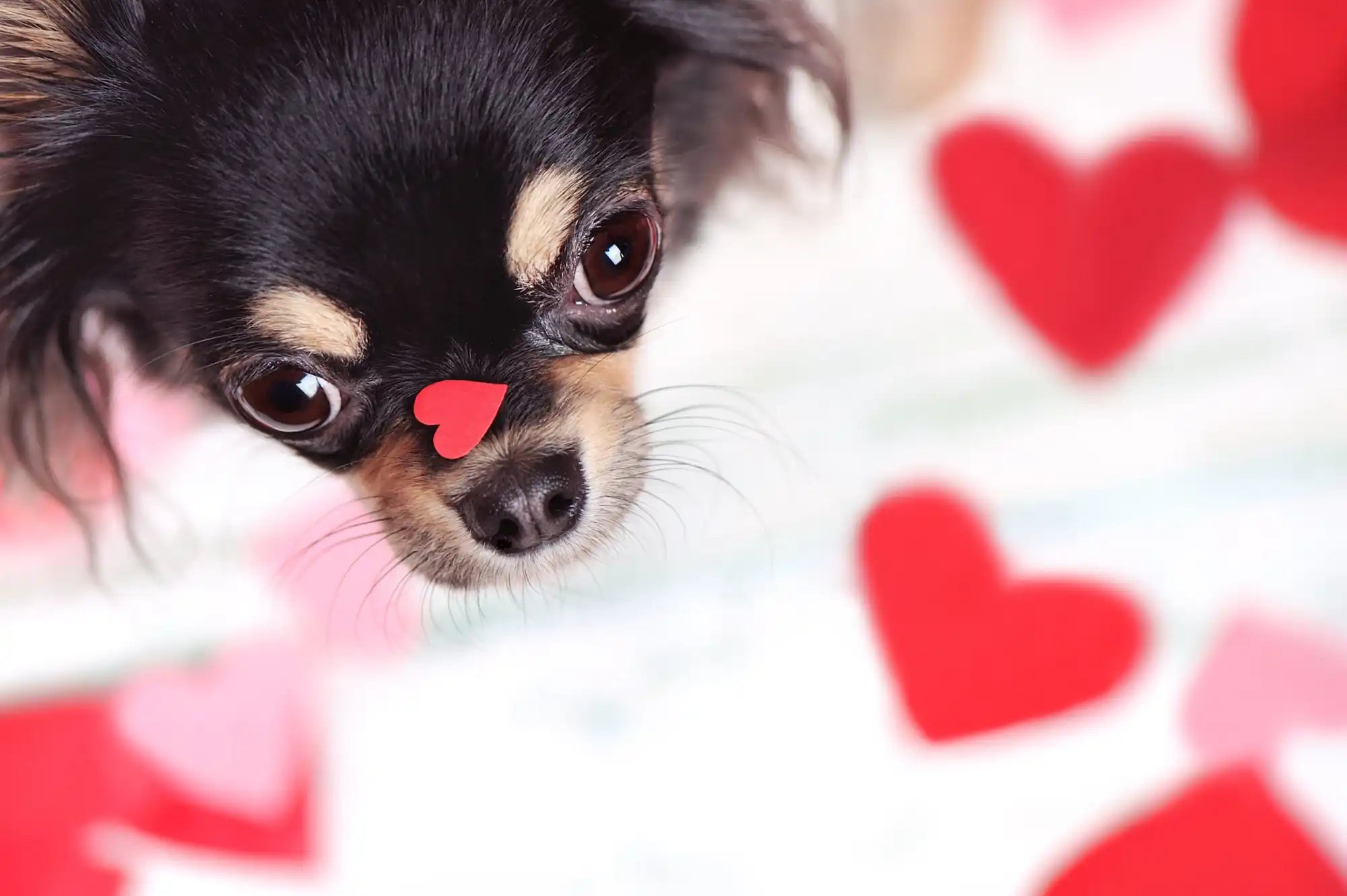 Chihuahua met hart op de neus.