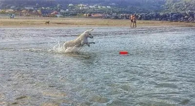 Chuckit Amphibious Bumper Assorti